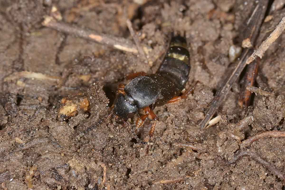 Platydracus fulvipes, Staphylinidae
